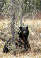 Corner Attention Box