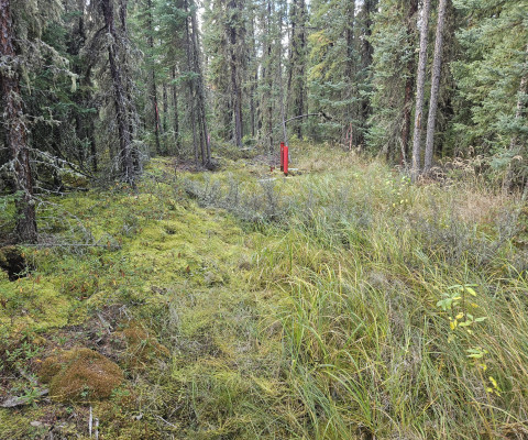 Environmental Data Scientist