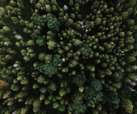 Panel 7: Side by Side (Video)