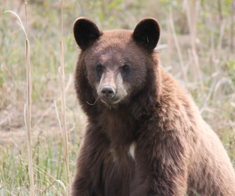 Senior Wildlife Biologist